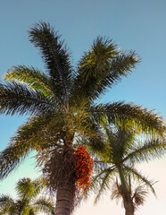 Naklejka premium palm tree on blue sky background