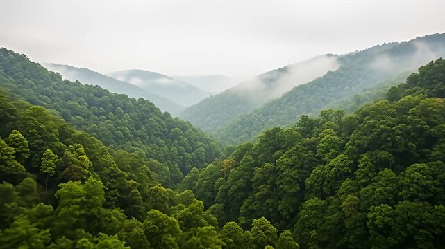Misty mountain range landscape densely filled with green foliage under a cloudy sky