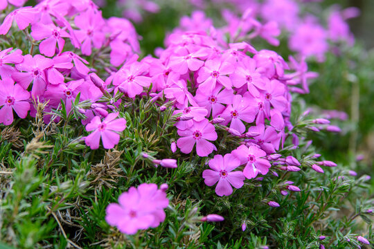 Macro close-up of vibrant pink creeping phlox flowers blooming in a spring garden