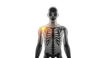 Obraz premium Human skeleton with highlighted shoulder pain isolated on transparent background
