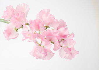 スイートピー　白バック