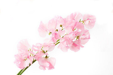 スイートピー　白バック