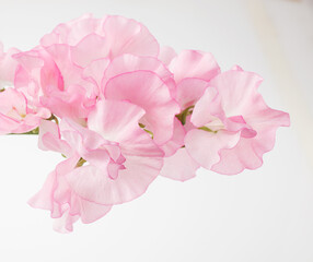 スイートピー　白バック