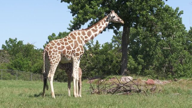 Giraffes, OKC Zoo, Oklahoma City