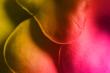 Oyster mushrooms, closeup view. Toned in color gradient