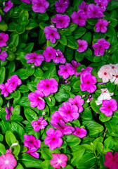 Fototapeta premium Fleißiges Lieschen (Impatiens Walleriana)