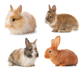 Cute fluffy rabbits isolated on white, collage