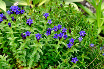 Schwalbenwurz-Enzian (Gentiana asclepiadea)
