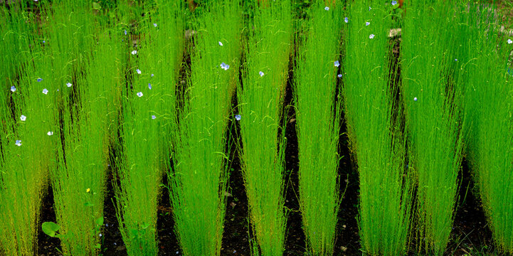 Gemeiner Lein (Linum usitatissimum)