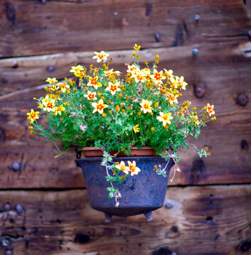 Bl&uuml;hende Goldmarie (Bidens ferulifolia) in einem rustikalen gusseisernen Topf vor einer alten Holzwand