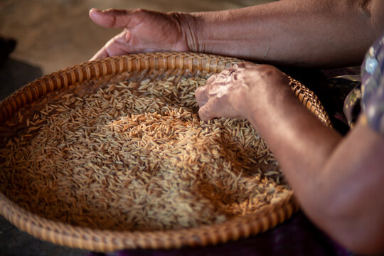 Senior Asian woman sorting rice grains by hand