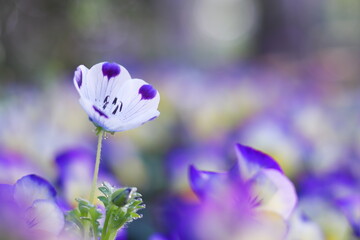ビオラの花壇に咲いたネモフィラ