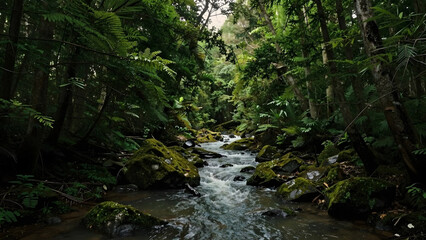 Obraz premium Serene forest stream with mossy rocks and lush greenery in sunlight