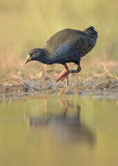 A wild black-tailed nativehen (Tribonyx ventralis) foraging at the edge of a wetland, Australia © Kris