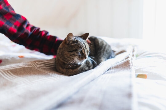 Cat Relaxing on Soft Fabric indoors