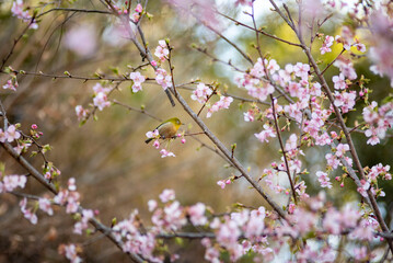 鎌倉26219　英勝寺7　河津桜＆メジロ