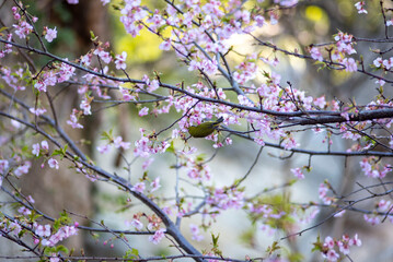 鎌倉26219　英勝寺5　河津桜＆メジロ