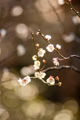 鎌倉26219　英勝寺1　梅