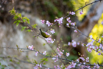 鎌倉26219　英勝寺3　河津桜＆メジロ