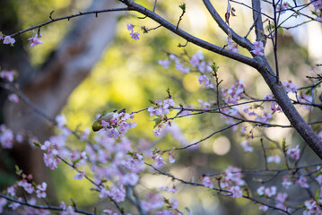 鎌倉26219　英勝寺2　河津桜＆メジロ
