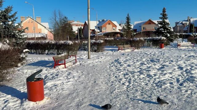 Snow covered suburban park under blue sky, row of cottages framed by pine trees, central lamppost and shoveled path through fresh.
