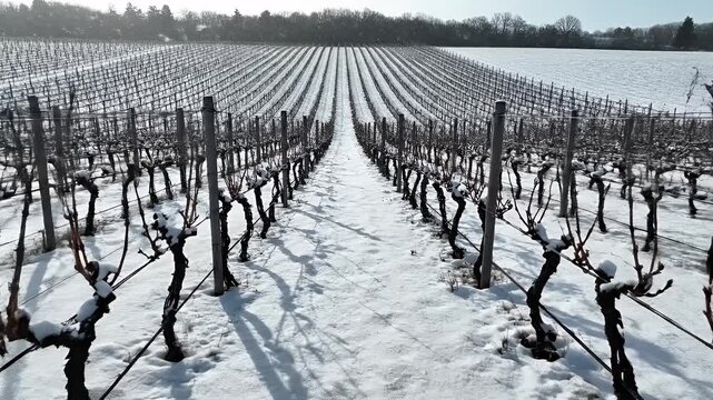 A snowy vineyard shows rows of dormant grapevines and snow-covered ground