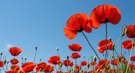 Naklejka premium Vibrant Red Poppies Blooming Under a Summer Sky