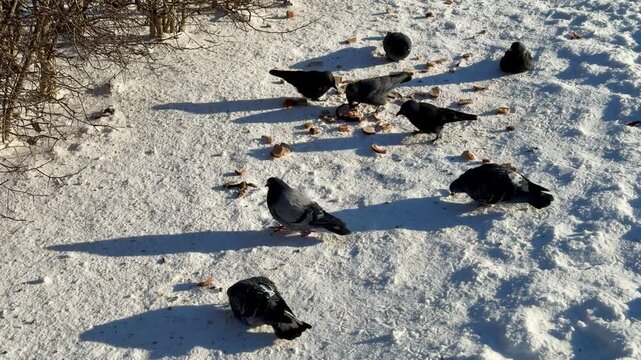 Snowy park birds feeding on millet, pigeons and crows peck, land and take off while jostling over scattered grain near hedge.