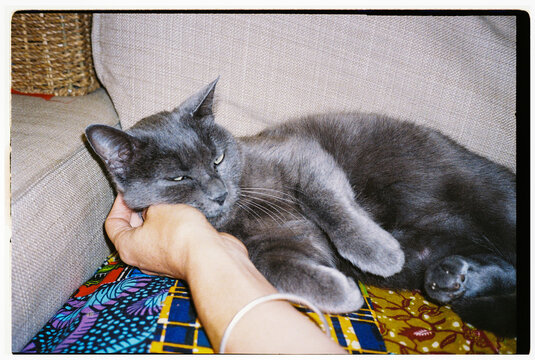 Gray Cat Enjoys Gentle Petting. Film