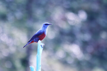 美しい青い野鳥のイソヒヨドリ