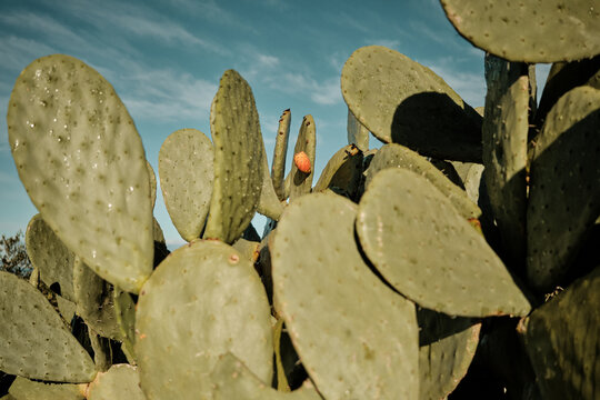 Prickly pear cactus growing with fruit against a blue sky
