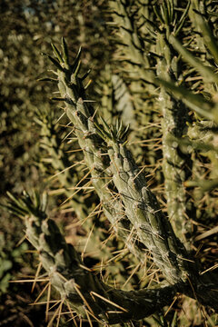 Cholla cactus growing in warm sunlight