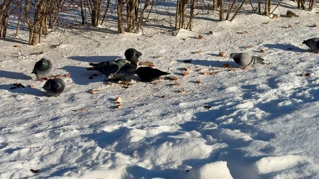 Snowy park birds feeding on millet, pigeons and crows peck, land and take off while jostling over scattered grain near hedge.