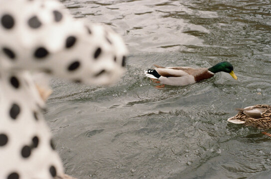 Child feeding ducks by a Pond
