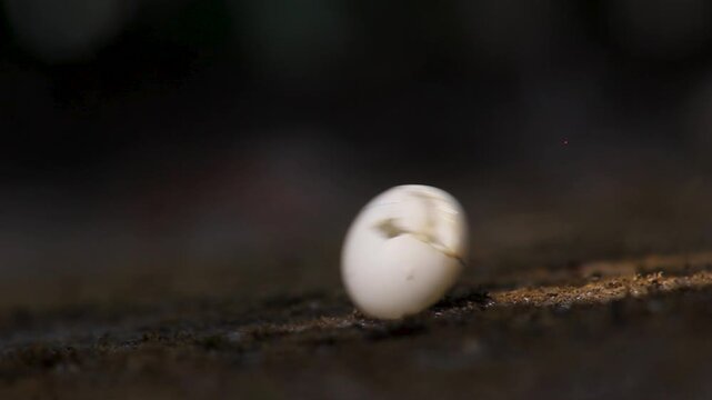 Macro shot of a small white bird egg shell cracked open on a dark textured forest floor
