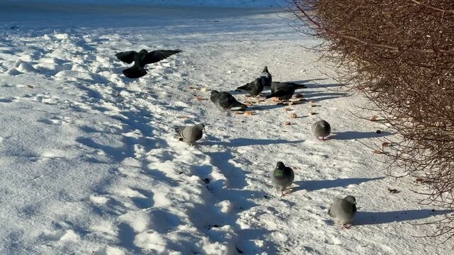 Pigeons and crows pecking millet on snow in park with brown bushes, bright blue sky, crisp winter light, birds forage.