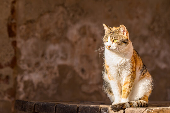 Calico cat sitting on wooden surface in warm sunlight