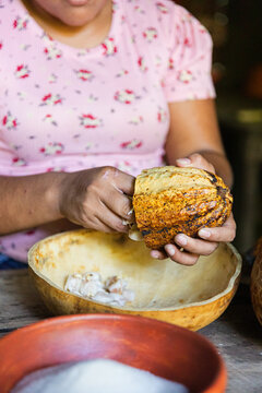 Extracting cacao seeds from cacao pods