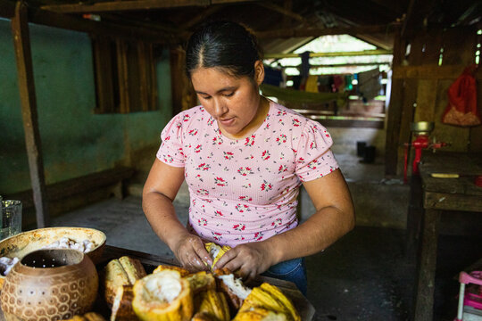 Extracting cacao Seeds from the Pod