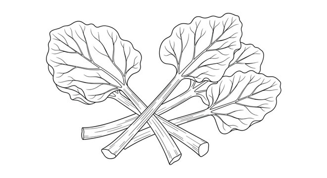 Line art illustration of fresh rhubarb stalks with large green leaves on a white background