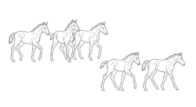 Five young foals walking in a line, a simple line art illustration on a white background