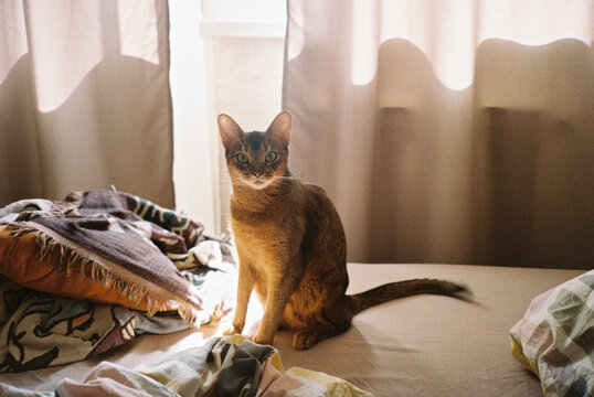 Cat sitting on a bed in soft morning light
