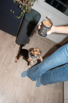 Dog Eagerly Jumps for a Treat in a Cozy Indoor Setting