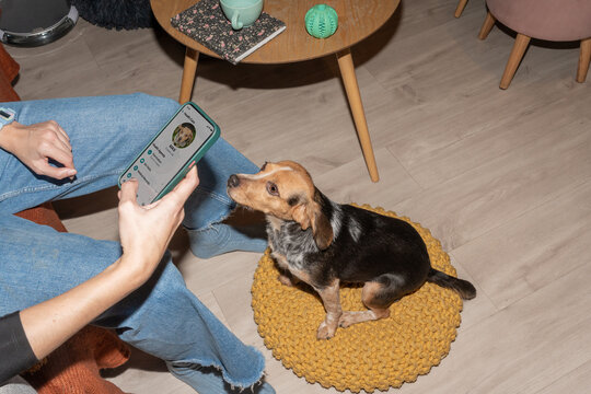 Pet Enjoys Time Indoors While Owner Checks Phone