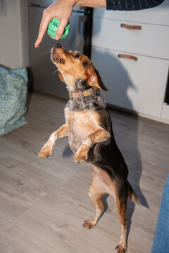 Dog Plays With a Green Toy Ball in a Cozy Kitchen Setting