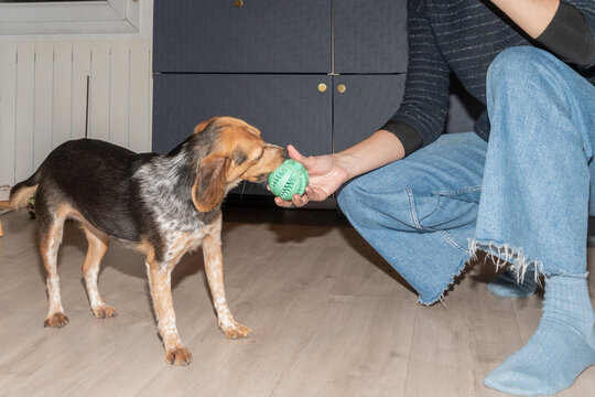 Dog Plays With Green Ball in Cozy Indoor Setting
