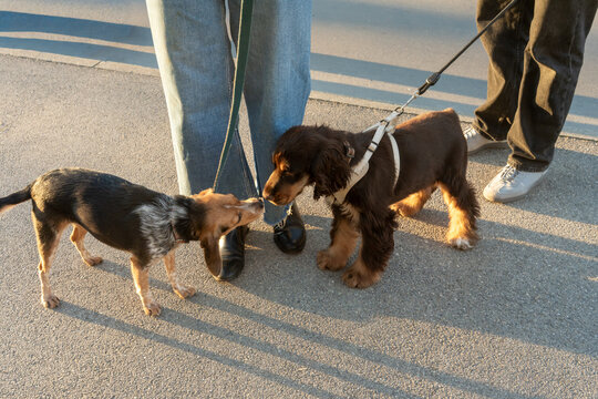 Dogs Greet Each Other During a Walk at Sunset in the Parksunset