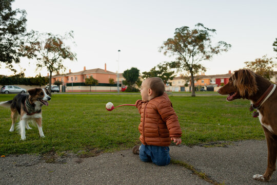 Baby playing fetch with pet dogs in park