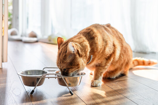 Ginger cat eating from metal bowl in sunny room