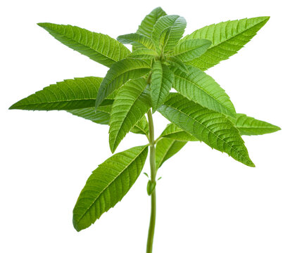 Lemon verbena